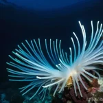 옥토넛의 영감을 준 자연 사건 - **Deep-Sea Bioluminescent Wonders:**
    An awe-inspiring, hyperrealistic depiction of the deep-sea ...